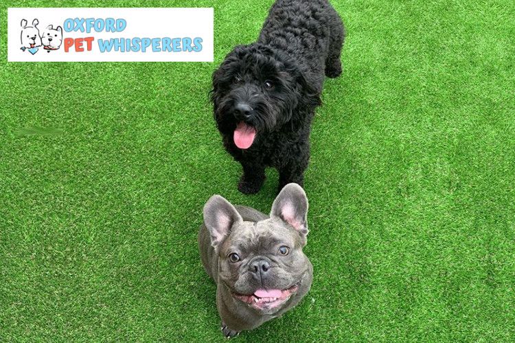Nidagreen Artificial Grass Underlay used at Daycare Centre for Dogs
